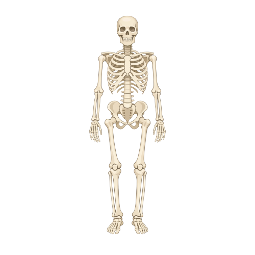 Skeleton PNG
