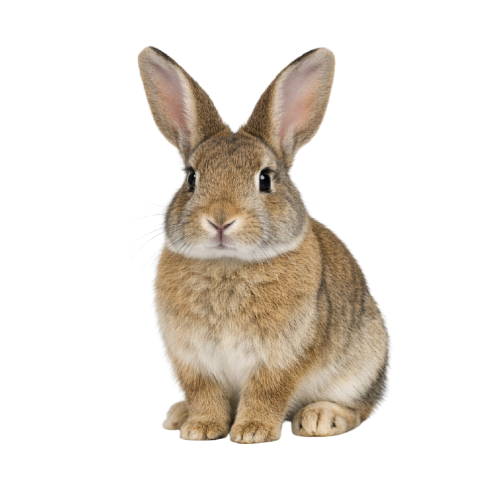 Rabbit PNG