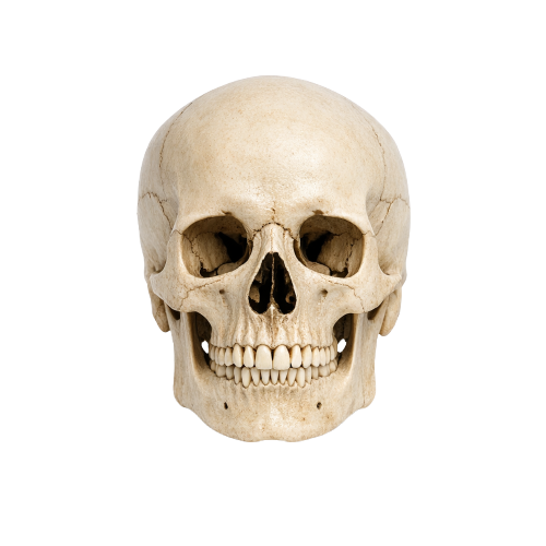 Skull PNG
