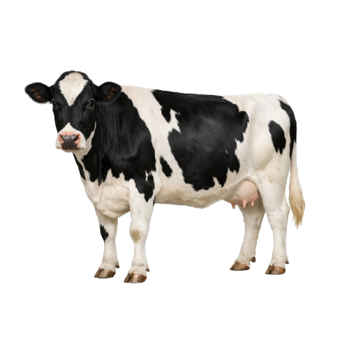 İnek PNG